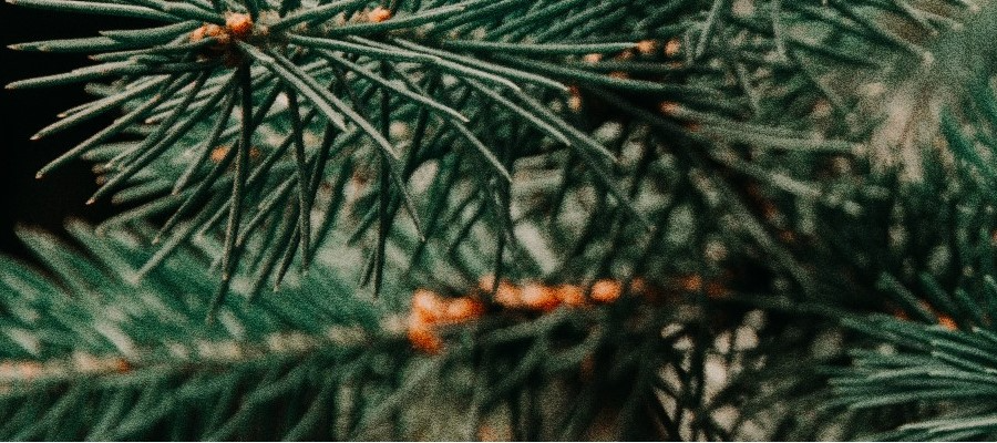 Azaleen Heidekraut und Heidepflanzen CZARNECCY Produktion