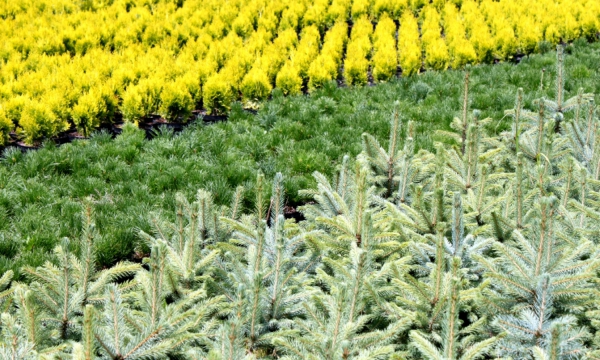 Baumschule CZARNECCY Gesamtansicht der Nadelbäume und Rhododendren