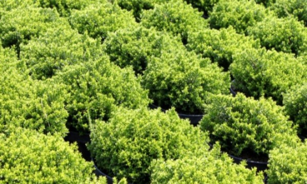 Gartenpflanzen für Landschaftsarchitektur CZARNECCY Lieferungen