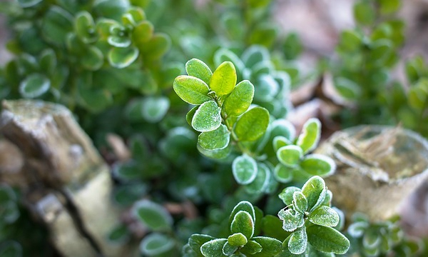 Junge Setzlinge und erwachsene Pflanzen CZARNECCY gesundes Pflanzenmaterial