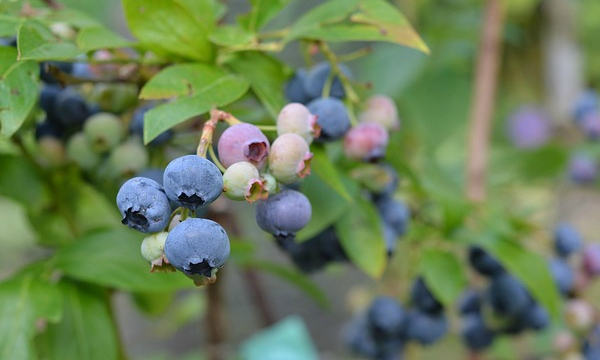 Großhandelslieferungen von Pflanzen aus der Baumschule CZARNECCY eigene Produktion
